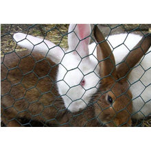 Hexagonal wire mesh cage manufacturer(ISO9001:2008)